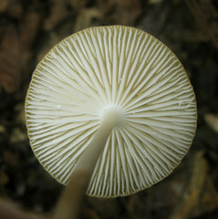 Hymenopellis sinapicolor