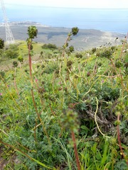 Acaena trifida
