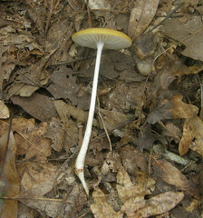 Hymenopellis sinapicolor