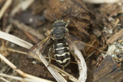 Dianthidium