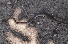 Echinanthera undulata