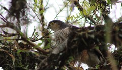 Accipiter striatus erythronemius