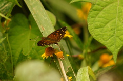 Anthanassa atronia