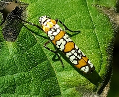 Atteva aurea