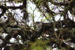 Accipiter striatus erythronemius