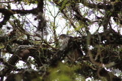 Accipiter striatus erythronemius
