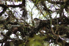 Accipiter striatus erythronemius