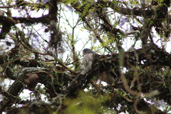Accipiter striatus erythronemius