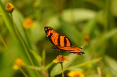 Eresia phillyra phillyra