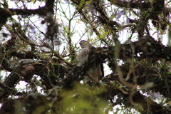 Accipiter striatus erythronemius