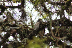 Accipiter striatus erythronemius