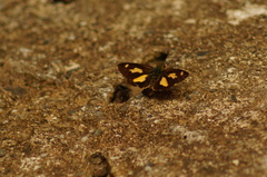 Dalla