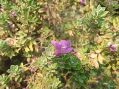 Leucophyllum frutescens