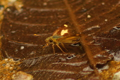 Dalla