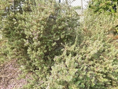 Leucophyllum frutescens