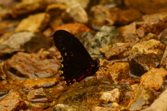 Mimoides phaon phaon