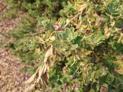 Leucophyllum frutescens