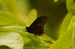 Mimoides phaon phaon