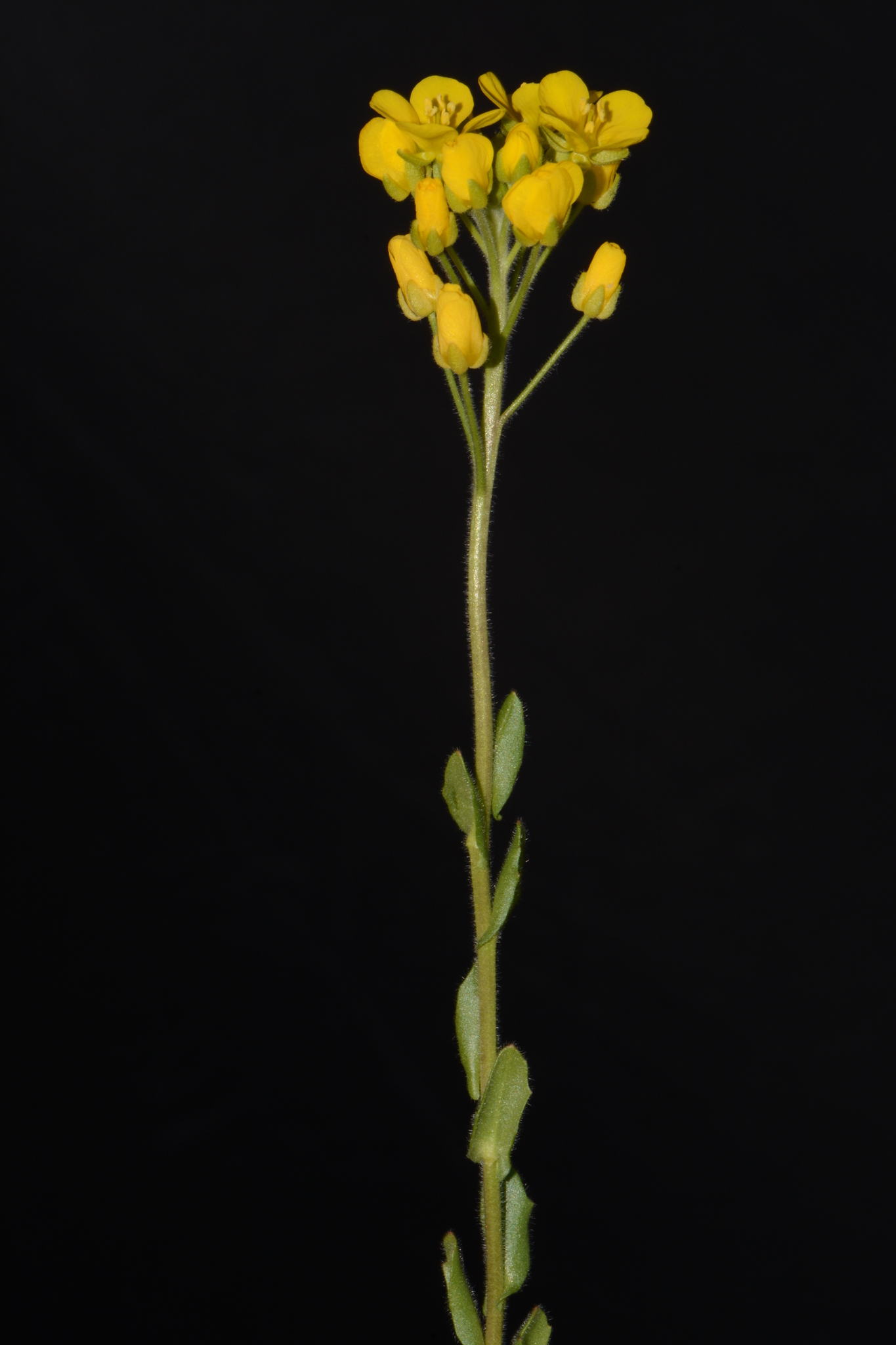 Paysonia densipila