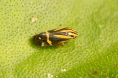 Microsargane martialis
