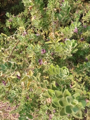 Leucophyllum frutescens