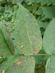 Cercospora
