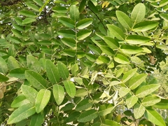 Styphnolobium japonicum