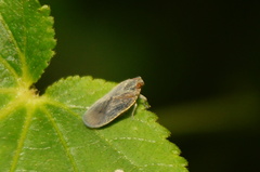Achilidae