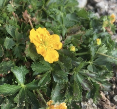Potentilla ruprechtii