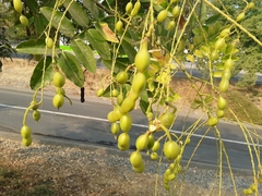 Styphnolobium japonicum