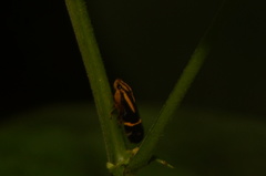 Microsargane martialis