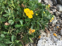 Potentilla ruprechtii