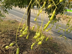 Styphnolobium japonicum