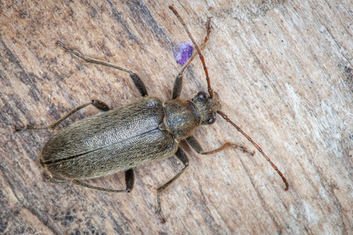 Cortodera subpilosa