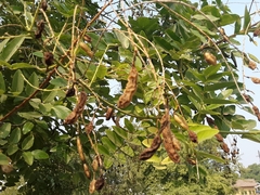 Styphnolobium japonicum