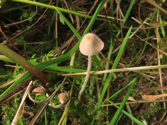Conocybe velutipes