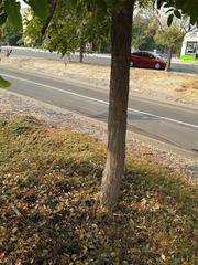 Styphnolobium japonicum