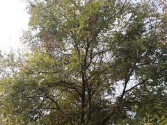 Styphnolobium japonicum