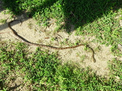 Trimorphodon biscutatus