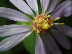 Symphyotrichum laeve laeve
