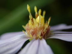 Symphyotrichum laeve laeve