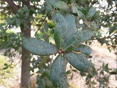 Quercus virginiana