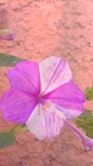Mirabilis jalapa