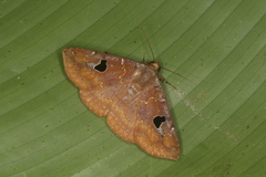 Obroatis distincta