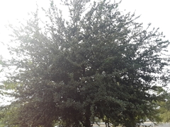 Quercus virginiana