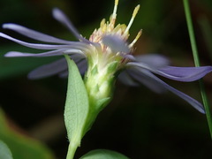 Symphyotrichum laeve laeve