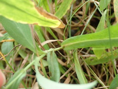 Symphyotrichum laeve laeve