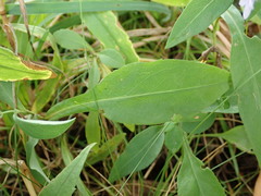 Symphyotrichum laeve laeve