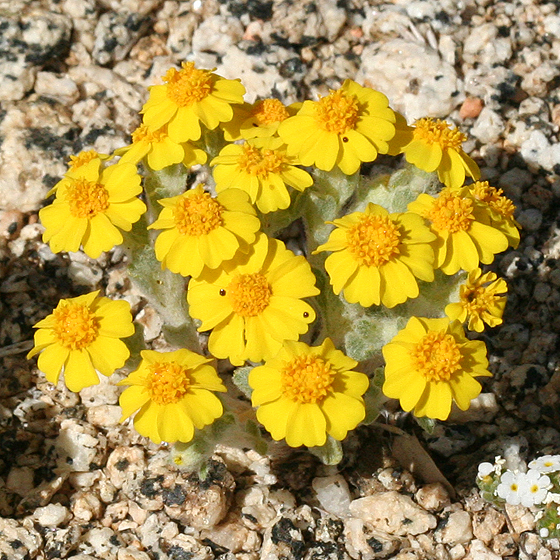 Eriophyllum wallacei