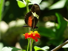 Heliconius hortense